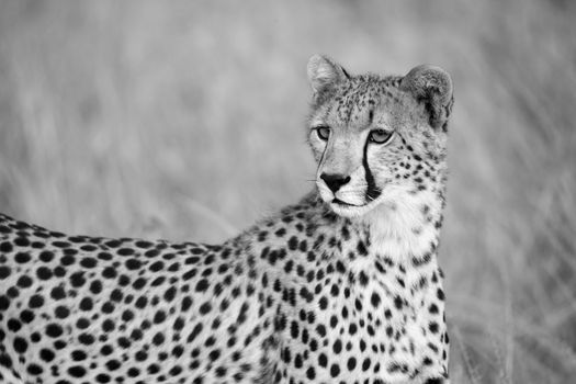 One portrait of a cheetah in the grass landscape