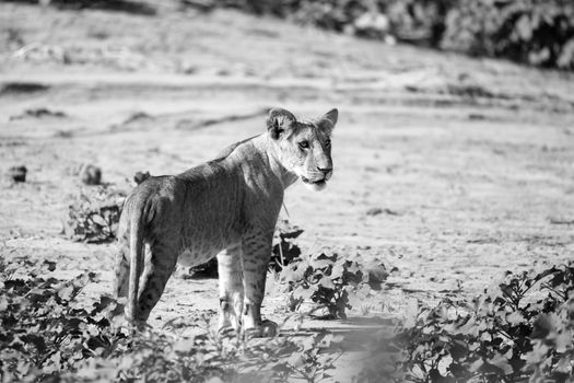 One lion walks through the savannah in Kenya