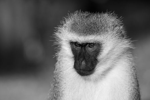 A portrait of a monkey in the savannah of Kenya