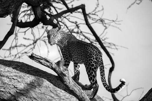 One leopard is walking up and down the tree on its branches