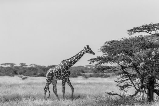 A Somalia giraffes eat the leaves of acacia trees