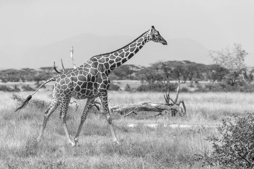 The Somalia giraffe goes over a green lush meadow