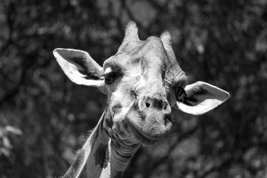 A close-up of one giraffe's head