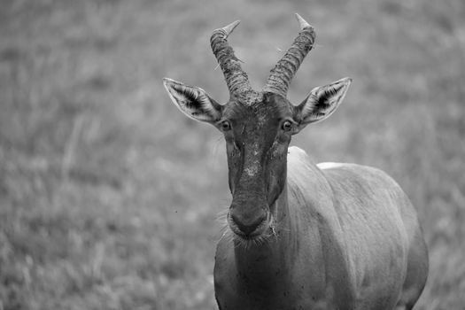 A Topi antelope in the grassland of Kenya's savannah