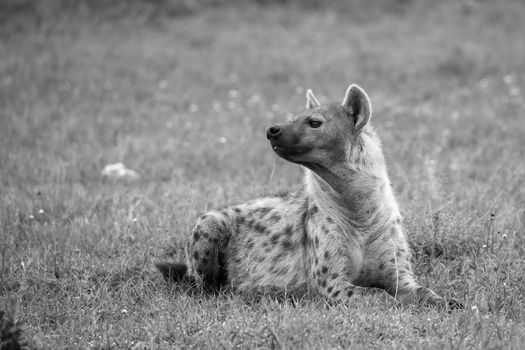 The hyena is lying in the grass in the savannah in Kenya