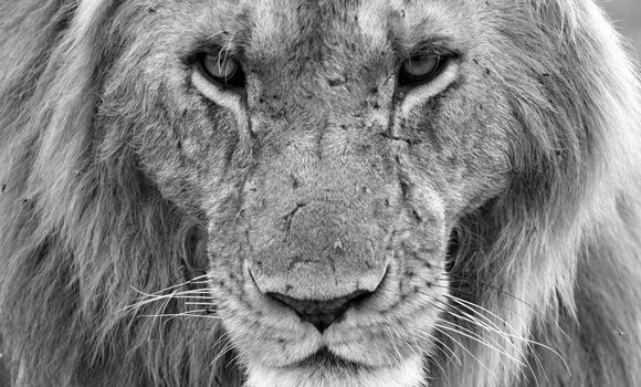 A face of a big lion in closeup