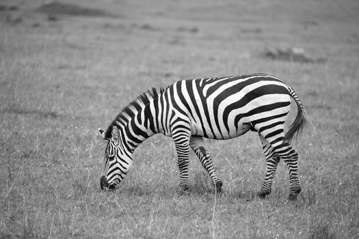 Some zebras run and graze in the savannah