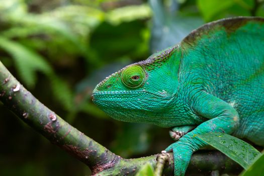 One green chameleon on a branch in close-up