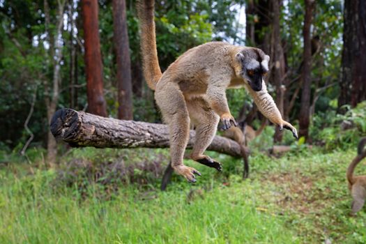 Some Brown lemurs play in the meadow and a tree trunk and are waiting for the visitors