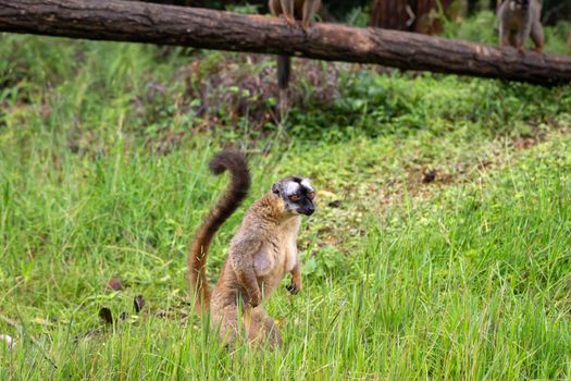 Some Brown lemurs play in the meadow and a tree trunk and are waiting for the visitors