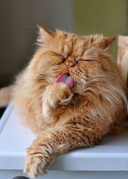 Rad Persian cat licks itself. Rad cat washing its paw