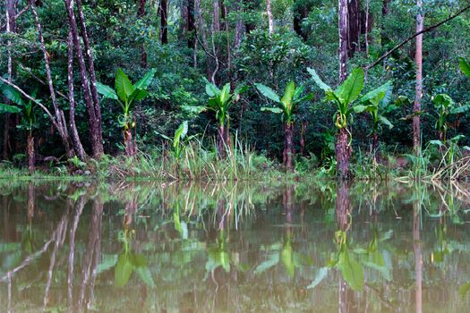 The view from the lake to the opposite island with lush plants