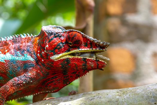 One Colorful chameleon on a branch in a national park on the island of Madagascar