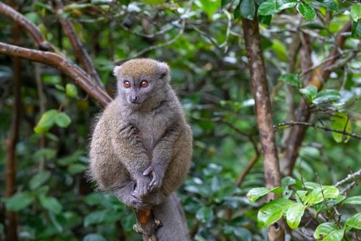 The Funny bamboo lemurs on a tree branch watch the visitors