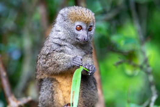 One bamboo lemur with a blade of grass on a branch