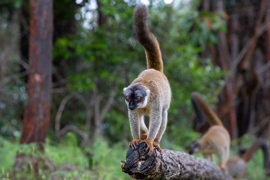 Some Brown lemurs play in the meadow and a tree trunk and are waiting for the visitors