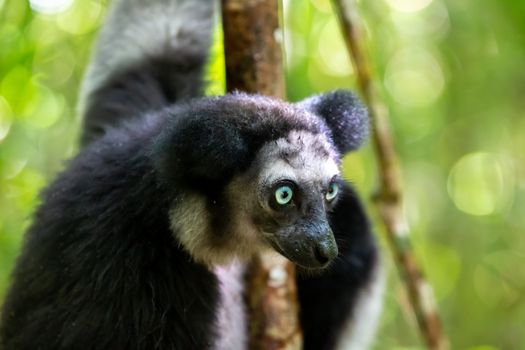 One Indri lemur on the tree watches the visitors to the park