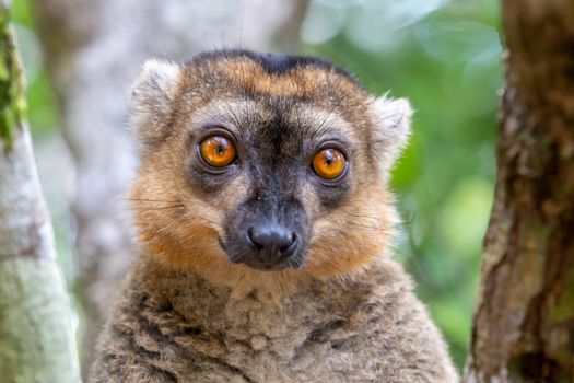 The portrait of a red lemur in its natural environment