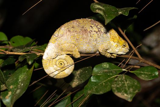 One chameleon on a branch in the rainforest of Madagascar