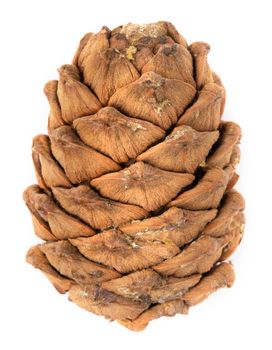 One Cedar cone on a white background