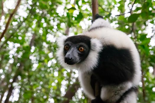 One black and white Vari in the close-up, portrait