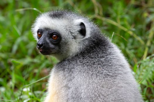 One Sifaka lemur sits in the grass and watches what happens in the area