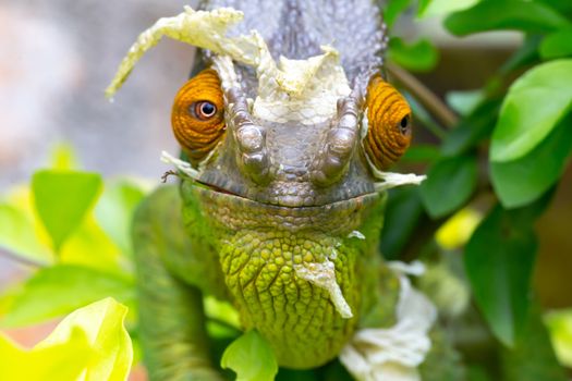 One Colorful chameleon on a branch in a national park on the island of Madagascar