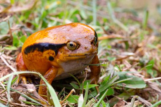 One large orange frog is sitting in the grass