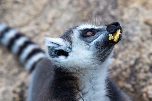 The ring-tailed lemur on a large stone rock eats a banana