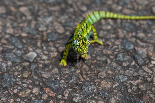 A Close up of a green chameleon on the street