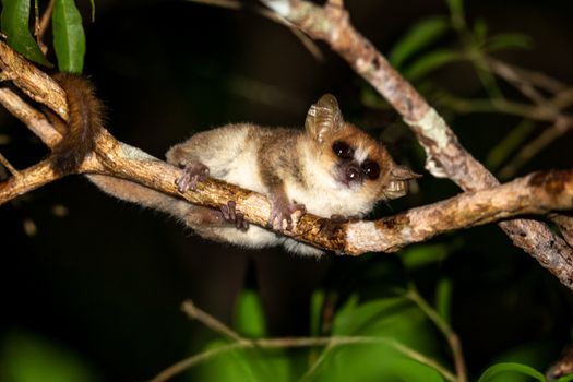 One mouse lemur moves along the branches of a tree