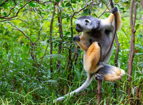 One diademed sifaka in its natural environment in the rainforest on the island of Madagascar