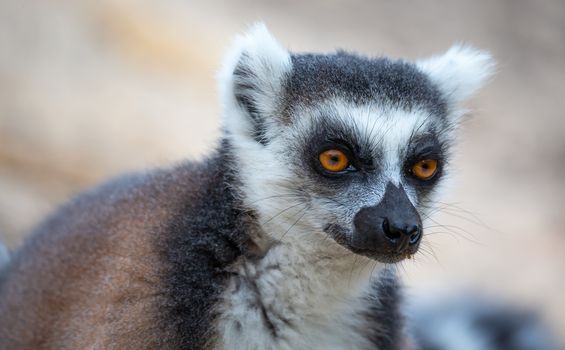 The portrait of a ring-tailed lemur in close-up