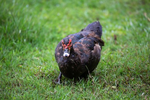 One black duck with a red head in Madagascar