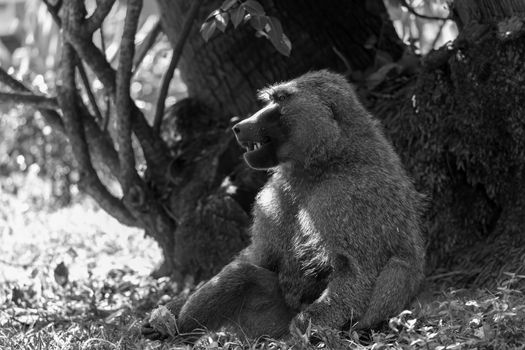 One baboon has found a fruit and eats it