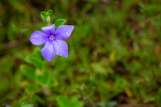 One purple native flower of the island of Madagascar