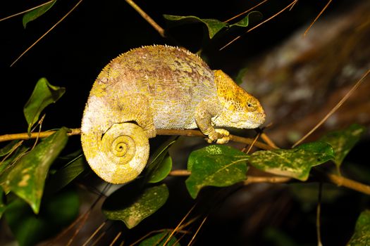 One chameleon on a branch in the rainforest of Madagascar