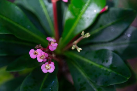 The Colorful plants and flowers in close-up on the island of Madagascar