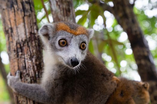 The crown lemur on a tree in the rainforest of Madagascar