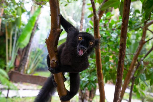 One black lemur on a tree awaiting a banana