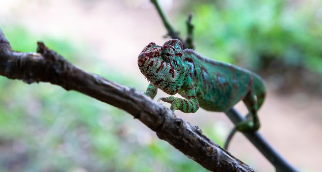 One chameleon moves along a branch in a rainforest in Madagascar