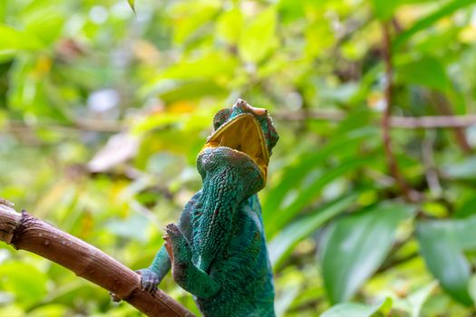 One chameleon on a branch in the rainforest of Madagascar