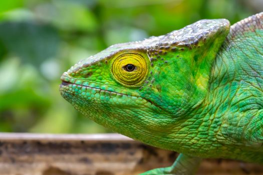 One chameleon in close-up in a national park on Madagascar