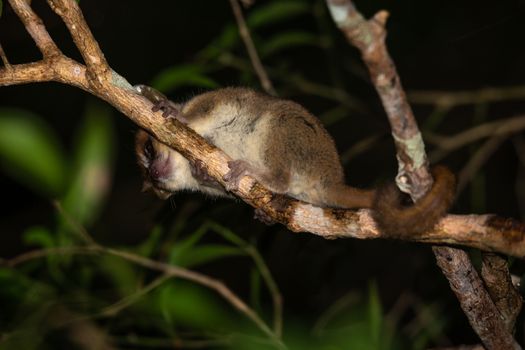 One mouse lemur moves along the branches of a tree