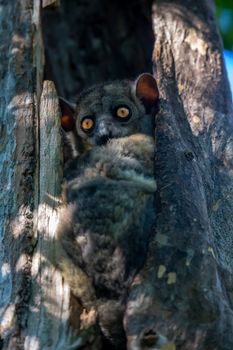 One Little lemur hid in the hollow of a tree and watches