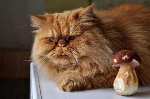 Red Persian cat lying on a table with mushrooms. Autumn lifestyle