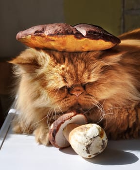 Red Persian cat lying on a table with mushrooms. Autumn lifestyle