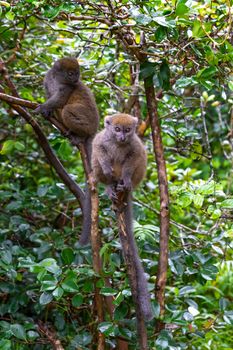 The Funny bamboo lemurs on a tree branch watch the visitors