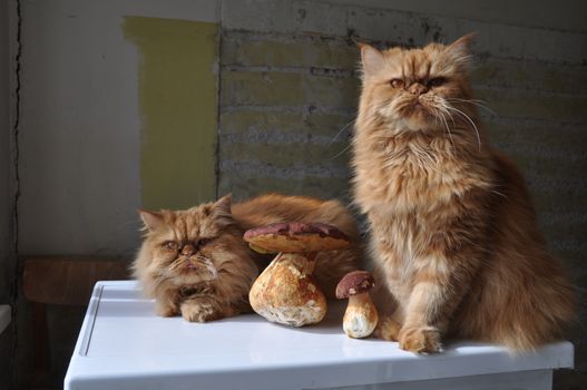 Two Red Persian cats lying on a table with mushrooms. Autumn lifestyle