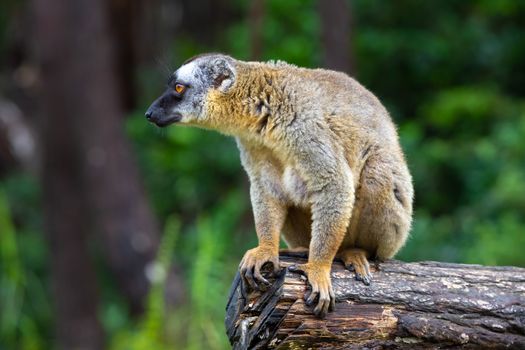 Some Brown lemurs play in the meadow and a tree trunk and are waiting for the visitors